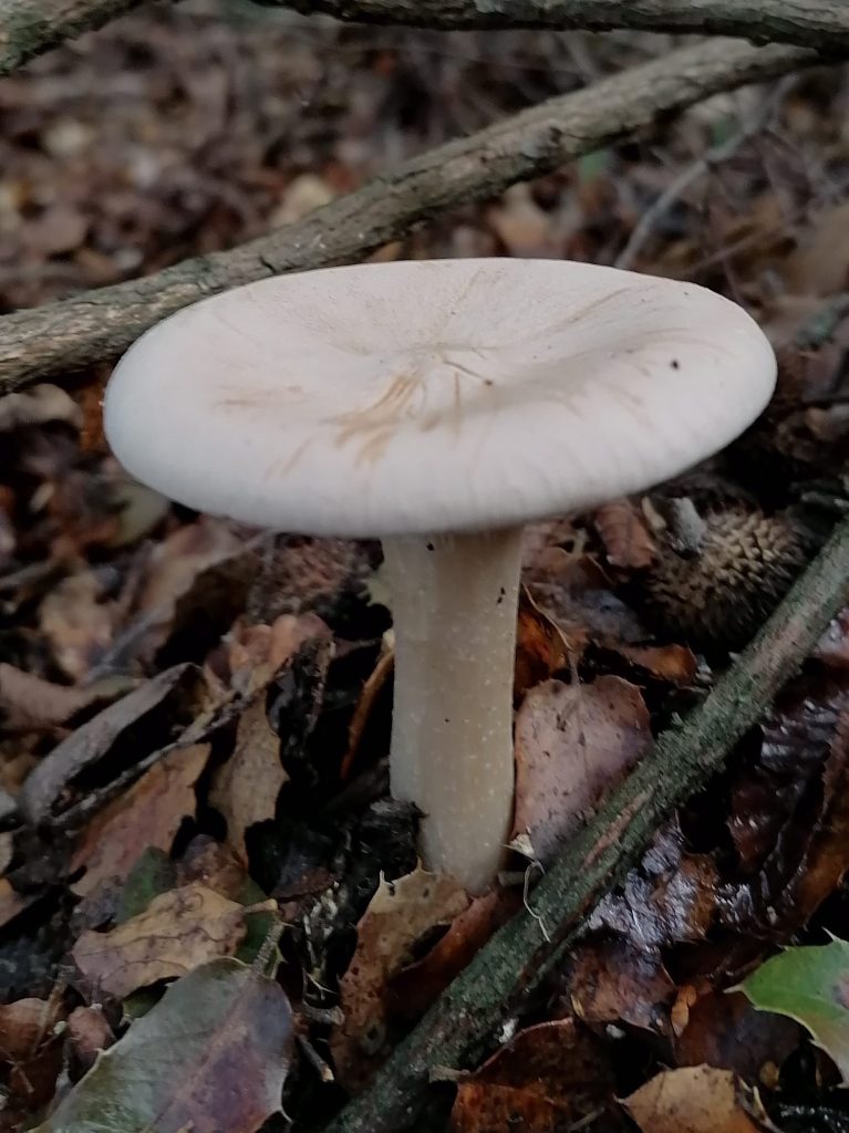 Infundibulicybe geotropa
