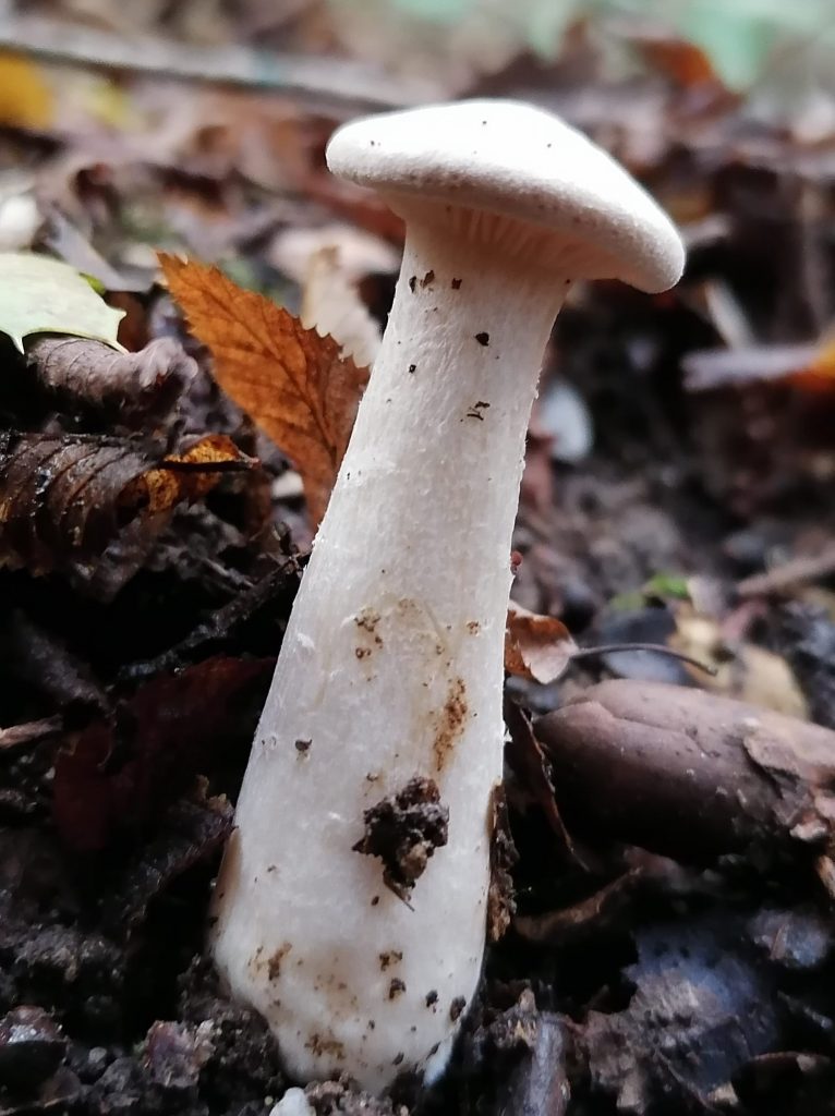 Infundibulicybe geotropa