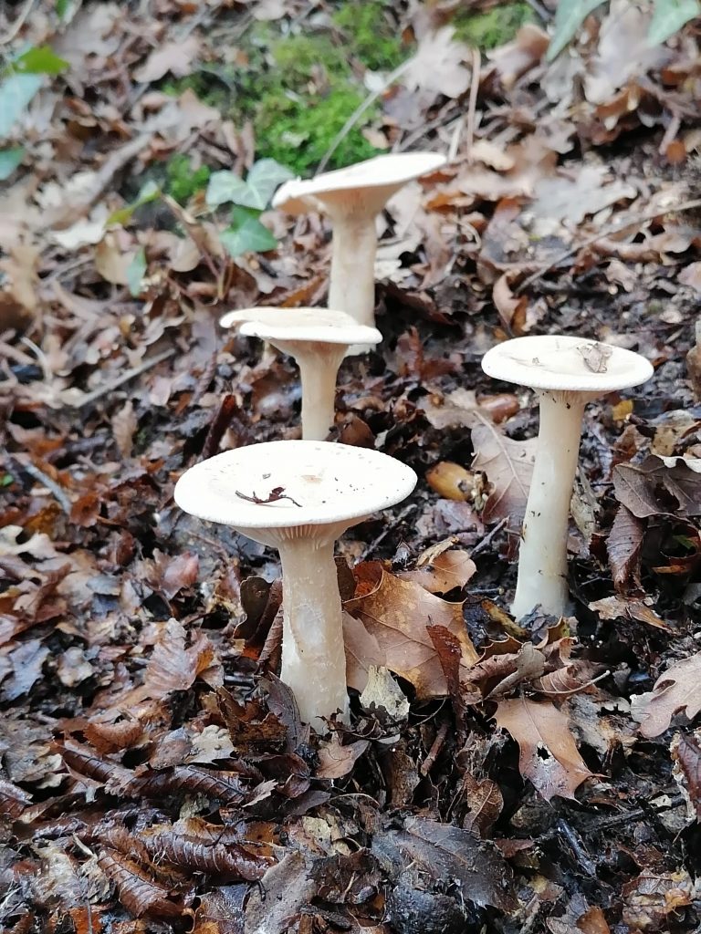 Infundibulicybe geotropa