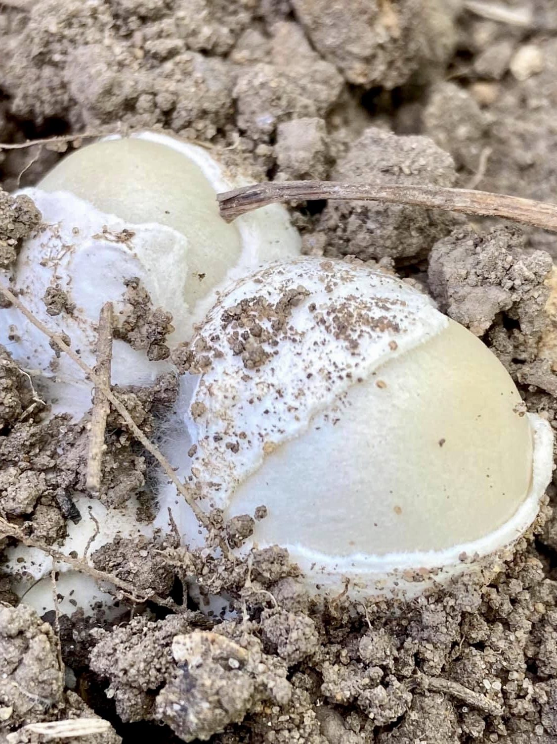 Phallus impudicus - common stinkhorn yumurta hali