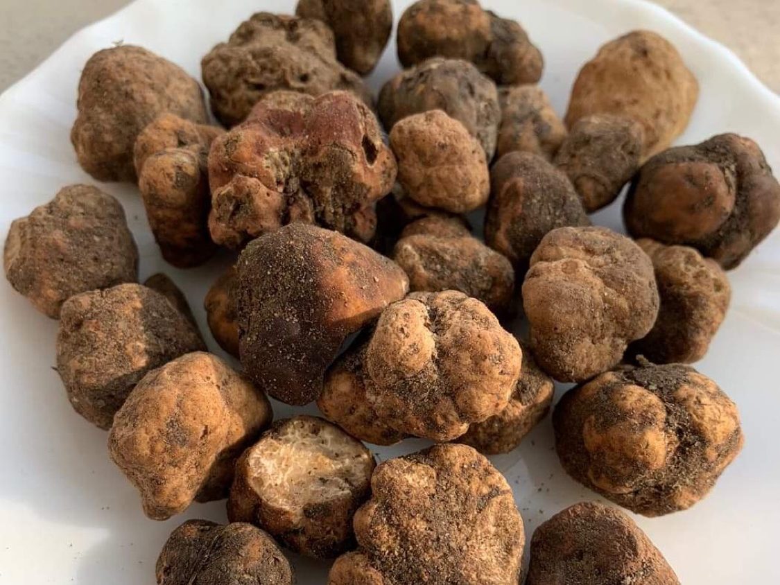 whitish truffle
bianchetto truffle