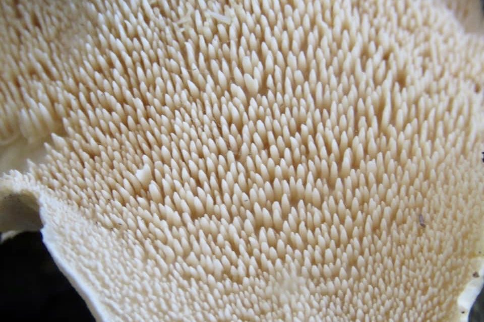 Hydnum repandum - Beyaz Sığır Dili Mantarı nın kirpi dikenleri gibi bir şapka altı vardır.