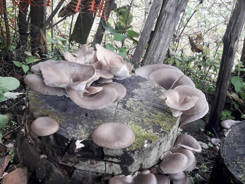 Pleurotus ostreatus 