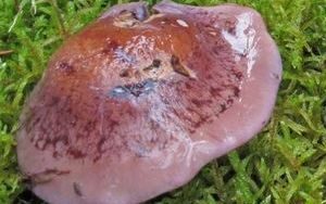 Mor Örümcek Mantarı-Cortinarius purpurascens