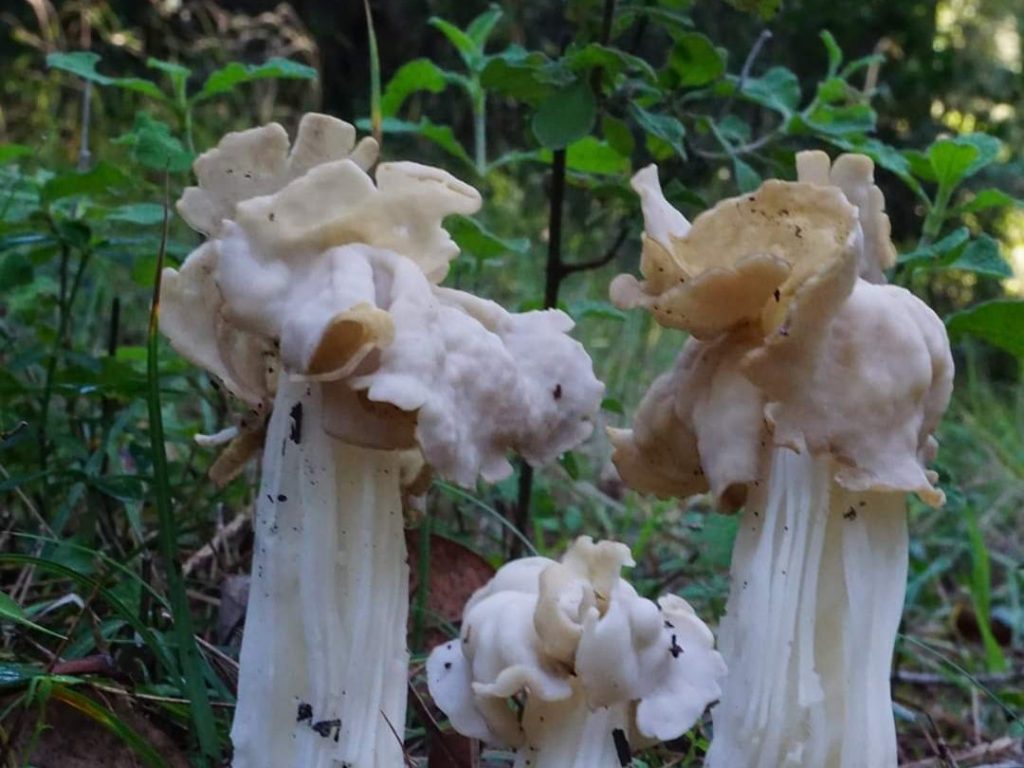 Helvella crispa