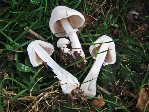 Leucocoprinus leucothites