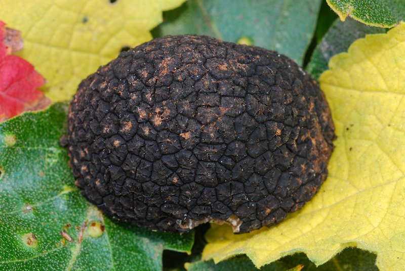 Tuber mesentericum,
The black truffle of Lorraine
