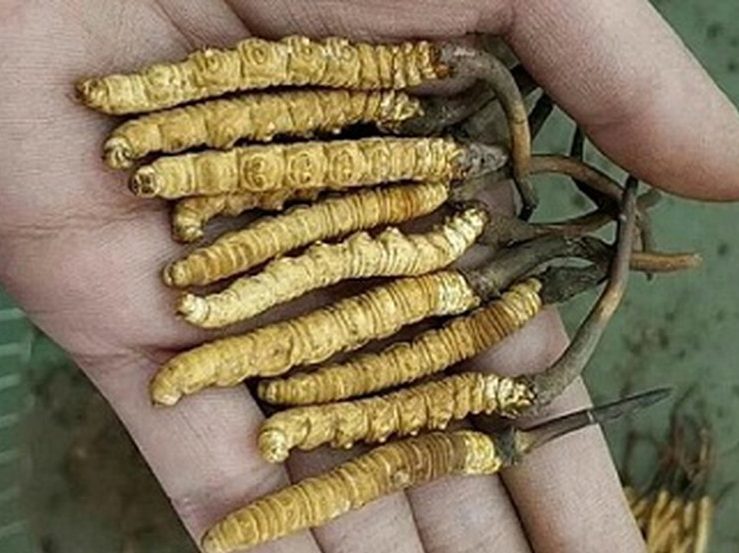 Ophiocordyceps sinensis
Yartsa gunbu -Tibet Tırtıl mantarı