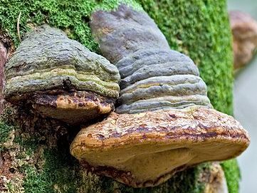 Kav Mantarı - Tinder Fungus
