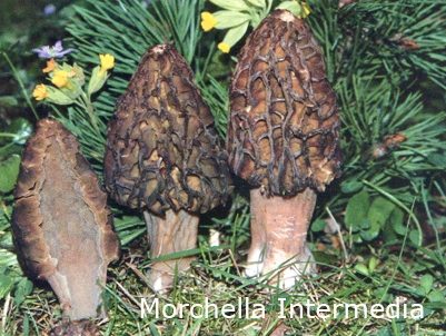Morchella intermedia