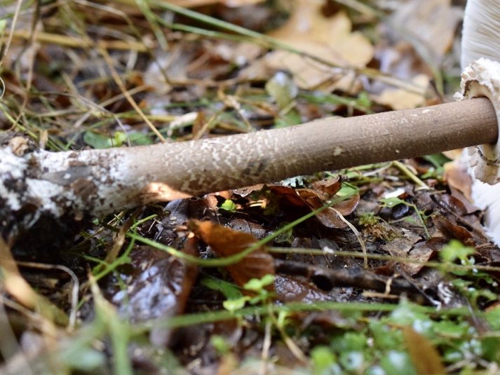 Macrolepiota olivascens