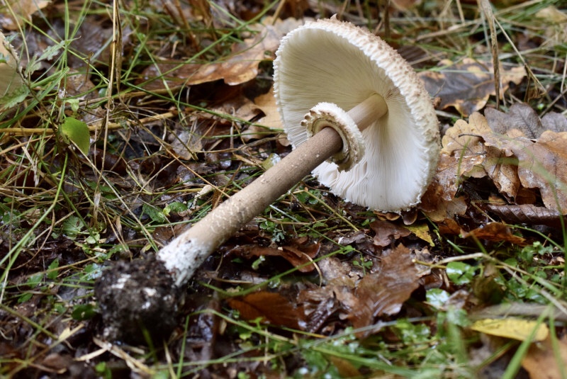 Macrolepiota olivascens