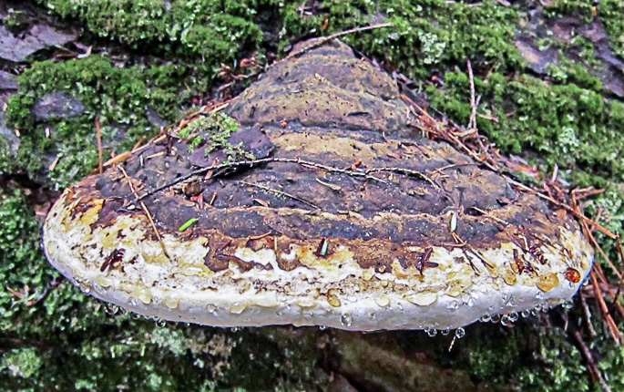Fomitopsis ochracea