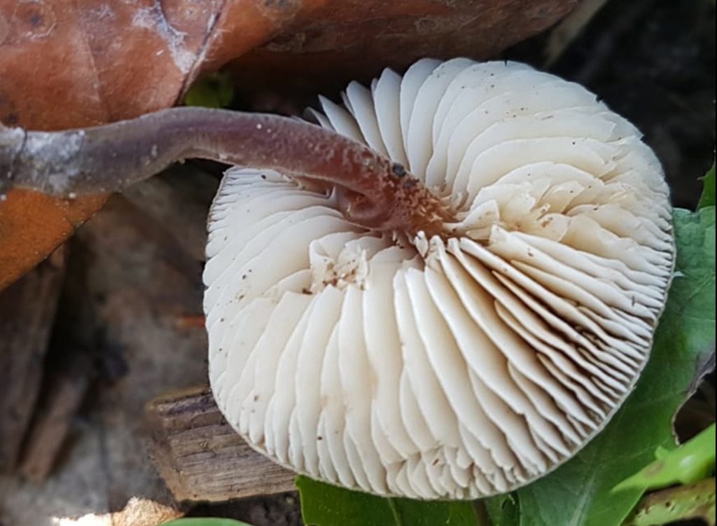 Macrocystidia cucumis