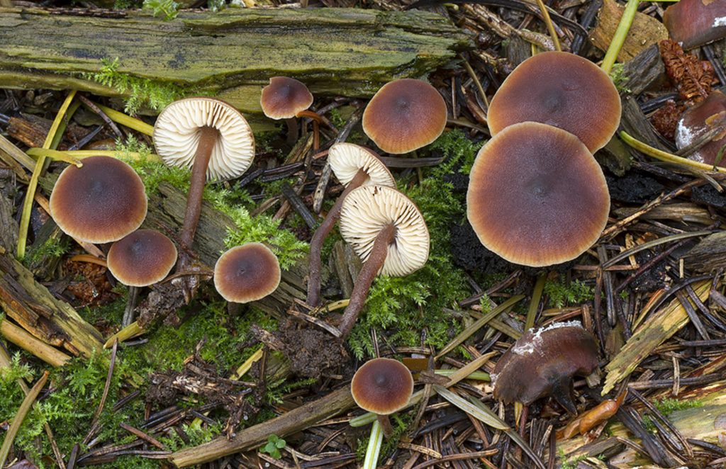 Macrocystidia cucumis