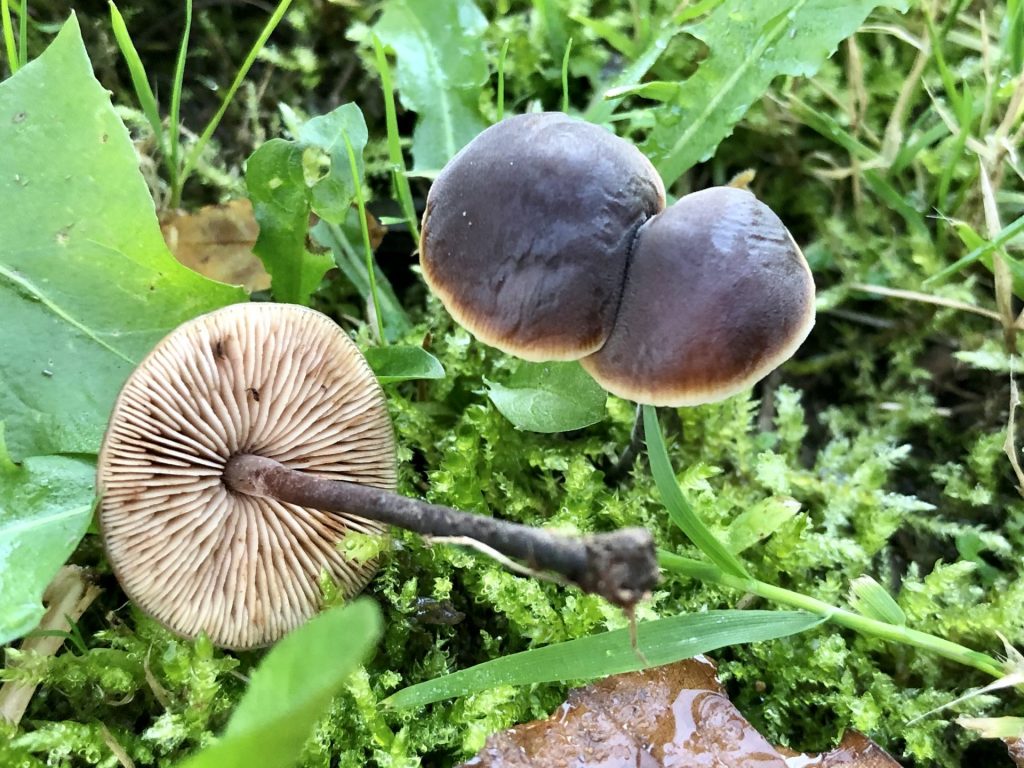 Macrocystidia cucumis