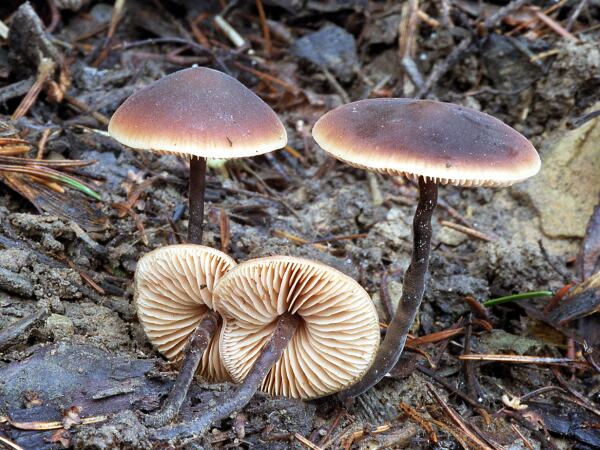 Macrocystidia cucumis