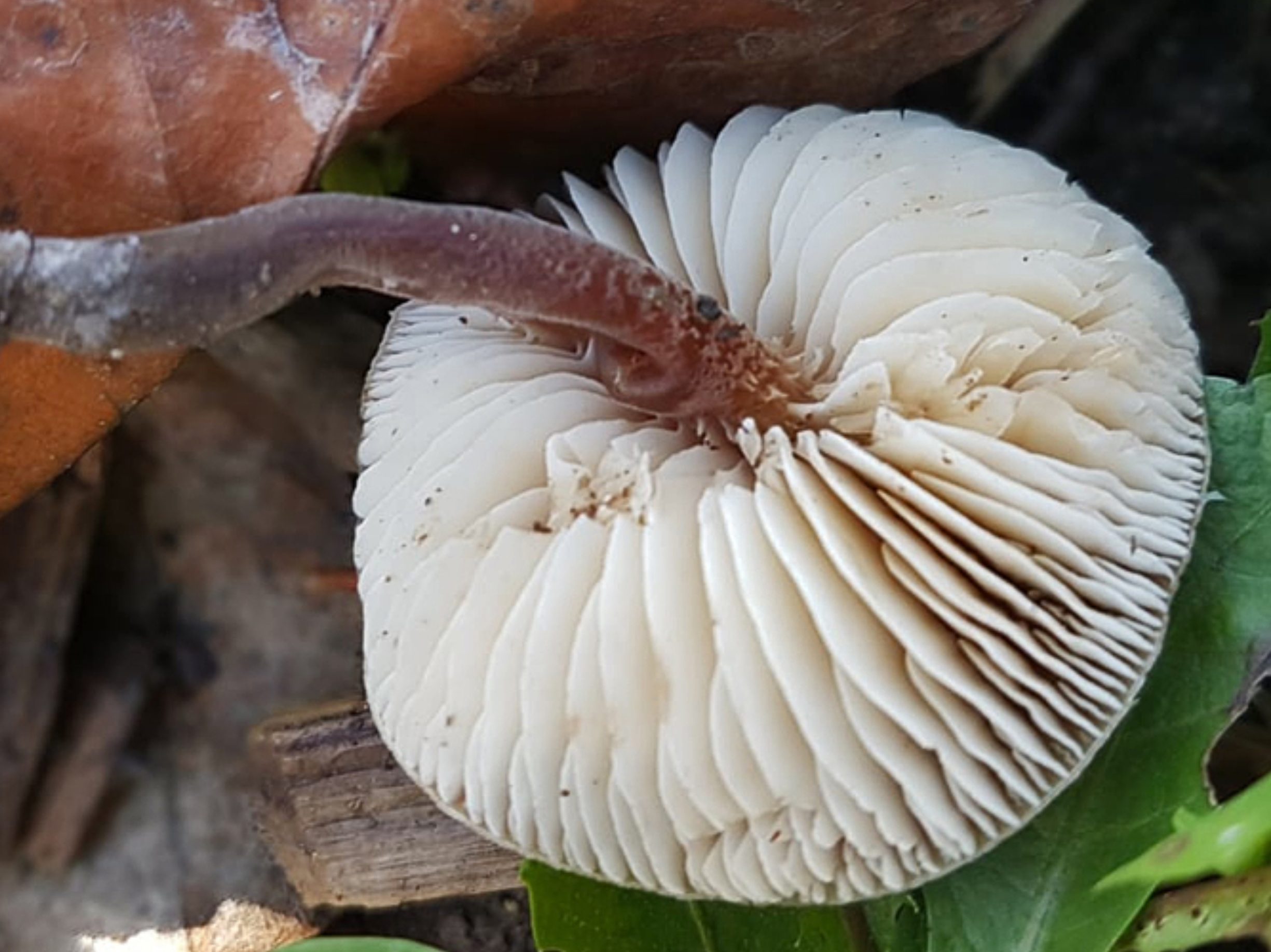 Macrocystidia cucumis