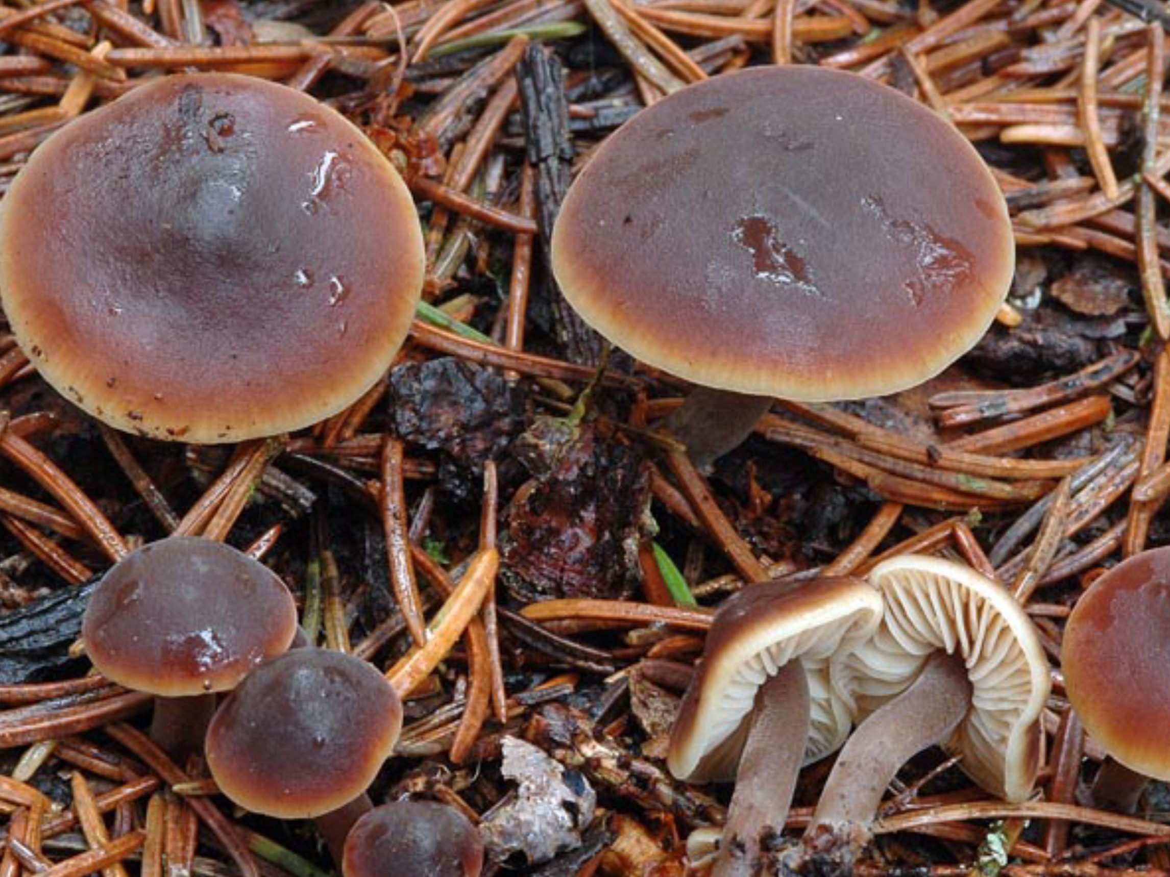 Macrocystidia cucumis