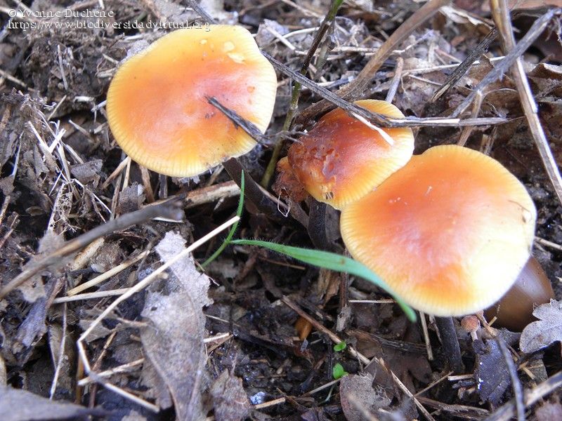Macrocystidia cucumis