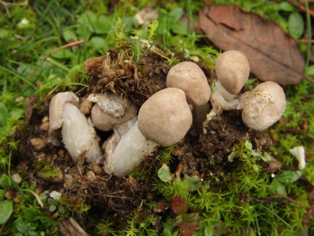 Amanita abscondita