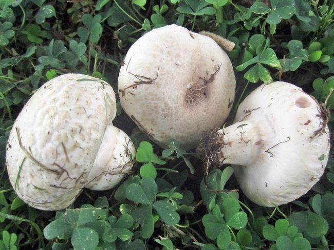 Agaricus bernardii