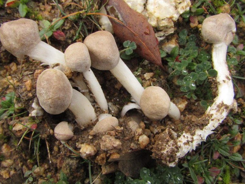 Amanita abscondita