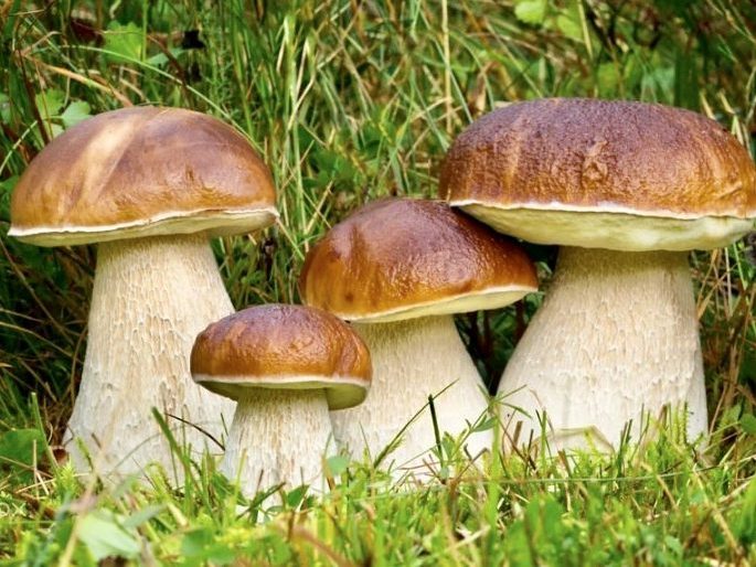 Boletus edulis