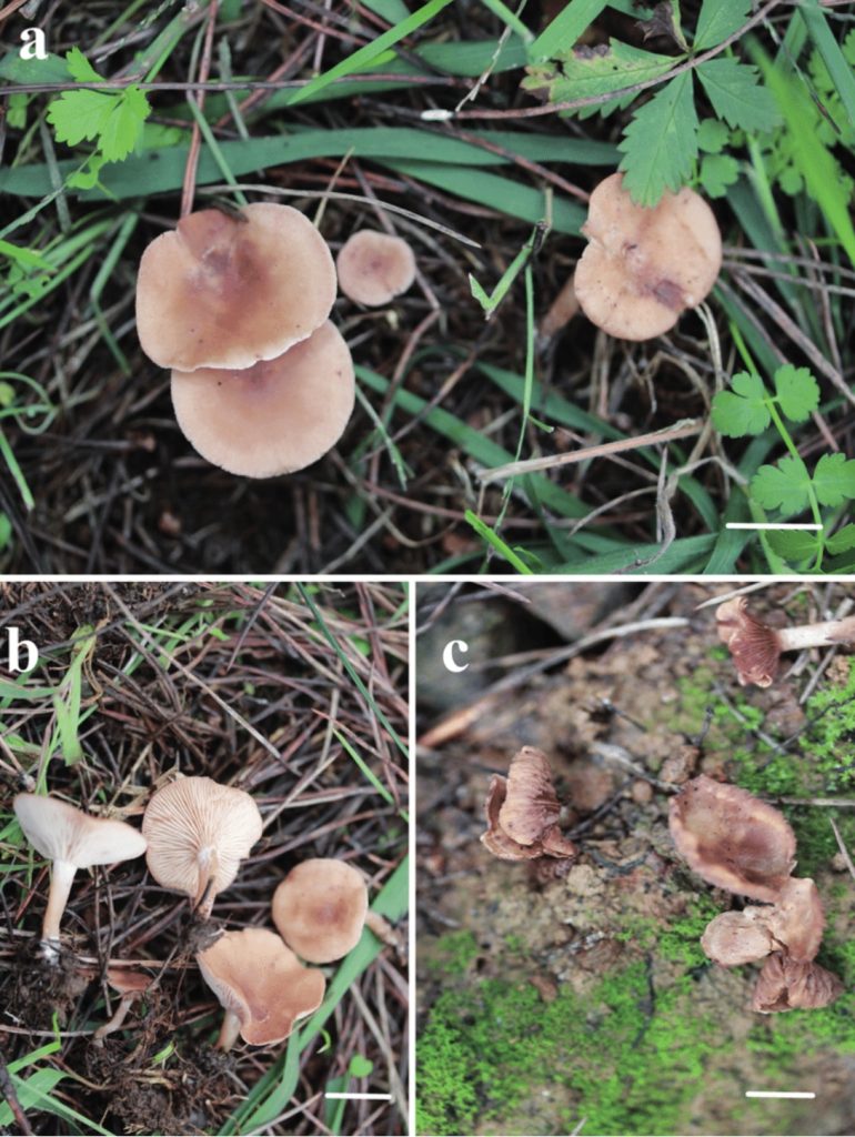 Rhodocybe asyae