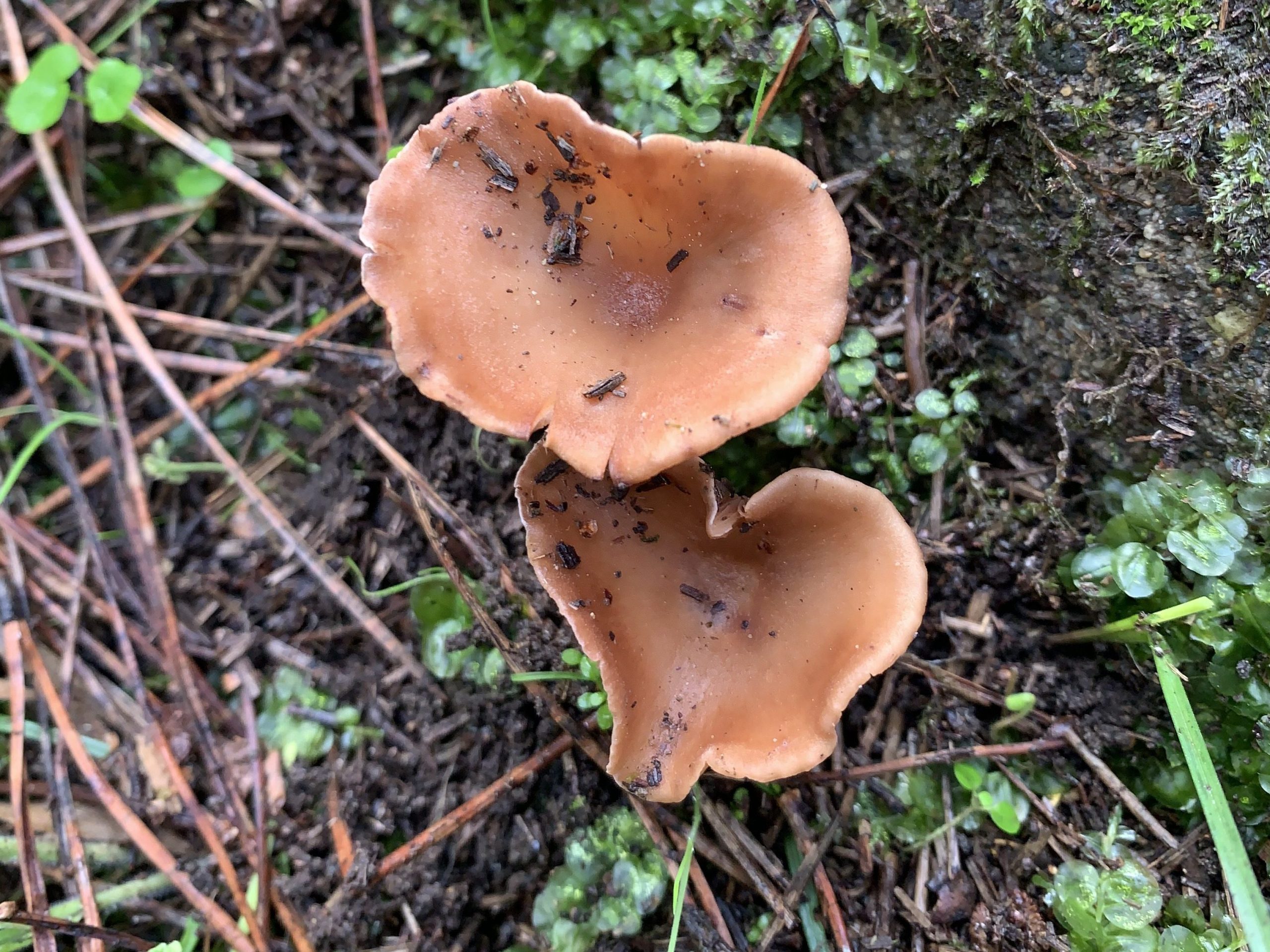 Rhodocybe asyae