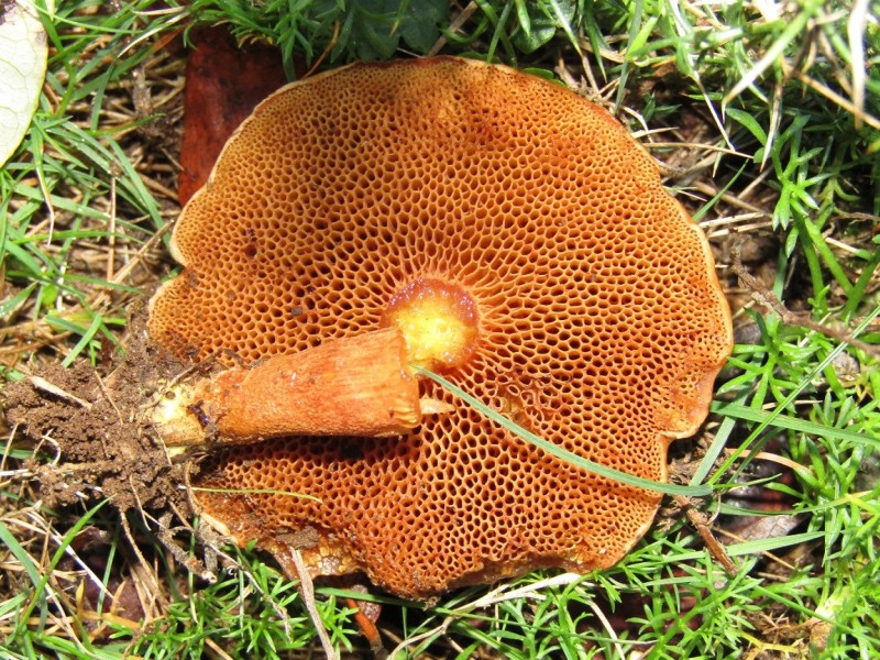 Chalciporus piperatus