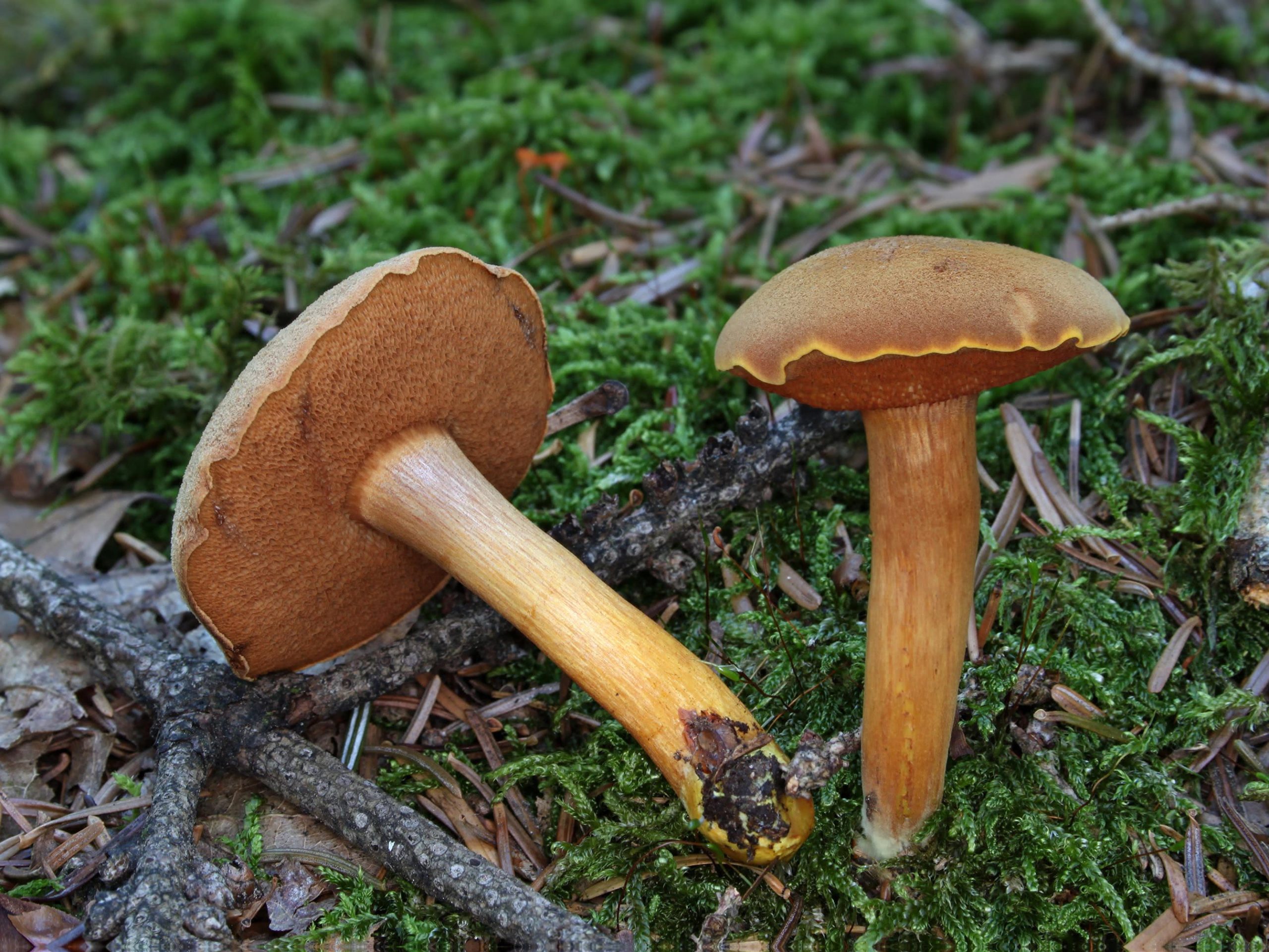 Chalciporus piperatus