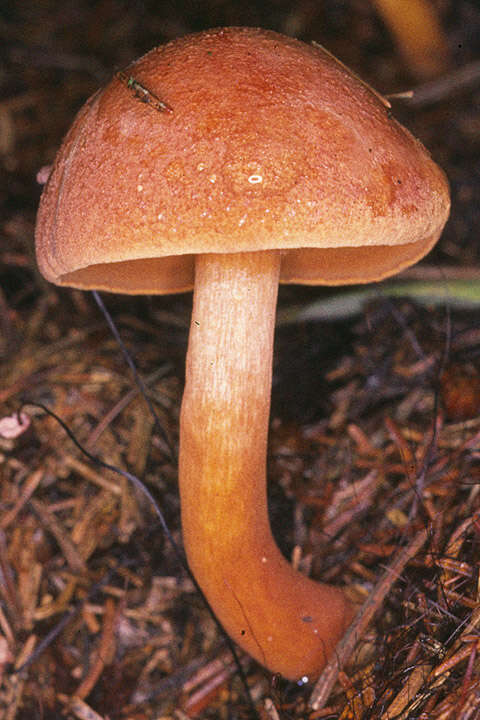 Chalciporus piperatus