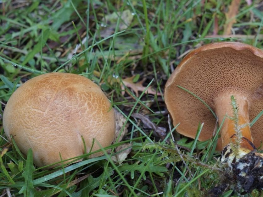 Chalciporus piperatus