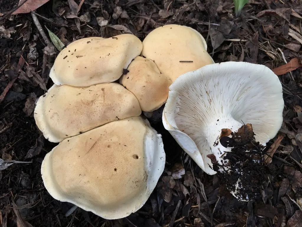 Leucopaxillus albissimus