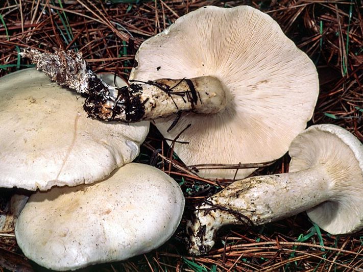Leucopaxillus albissimus