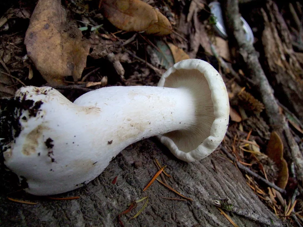 Leucopaxillus albissimus