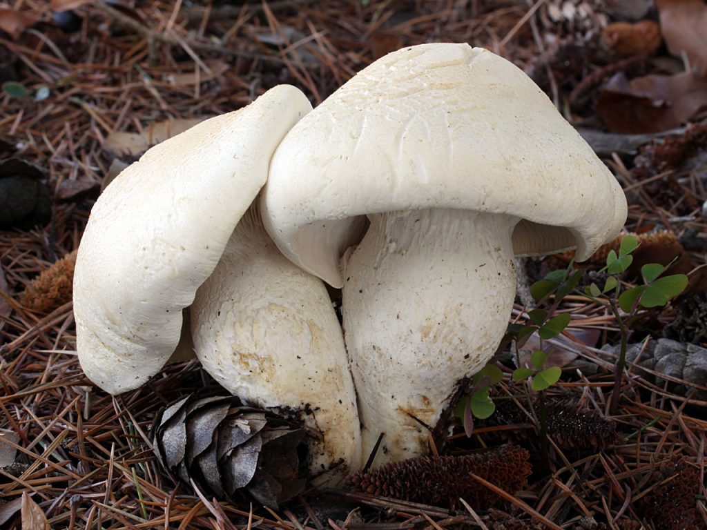 Leucopaxillus albissimus