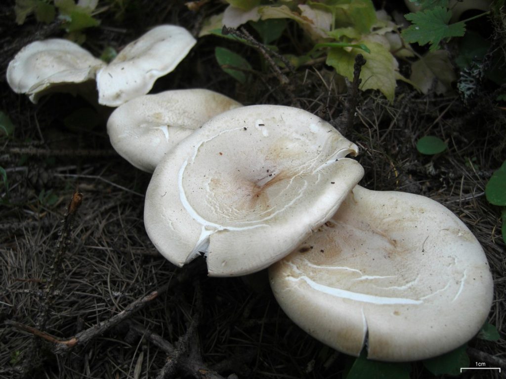Leucopaxillus albissimus