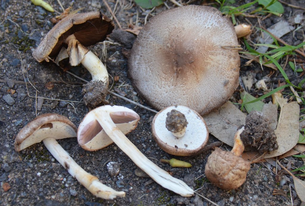 Agaricus subrufescens