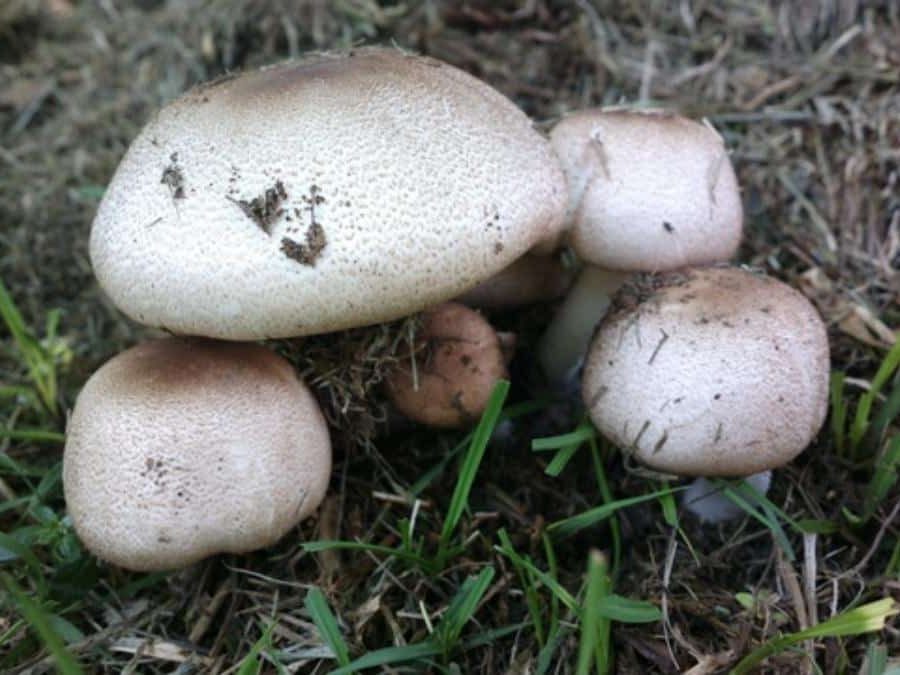 Agaricus subrufescens