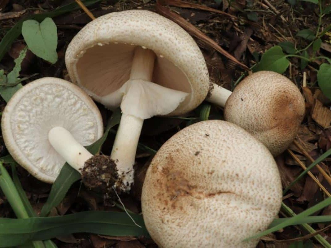 Agaricus subrufescens