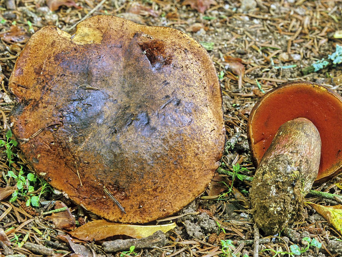 Neoboletus eryhtropus