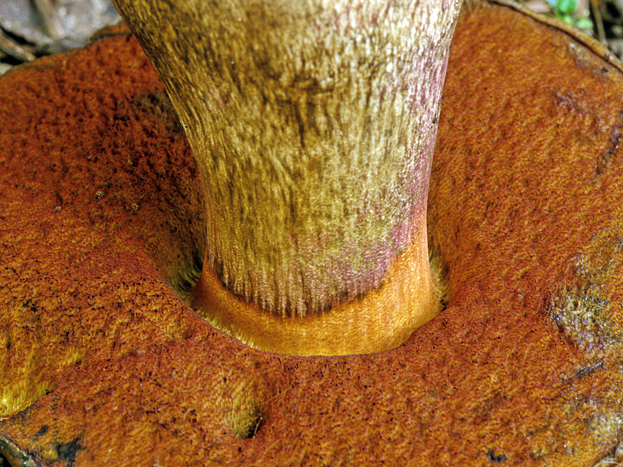Neoboletus eryhtropus