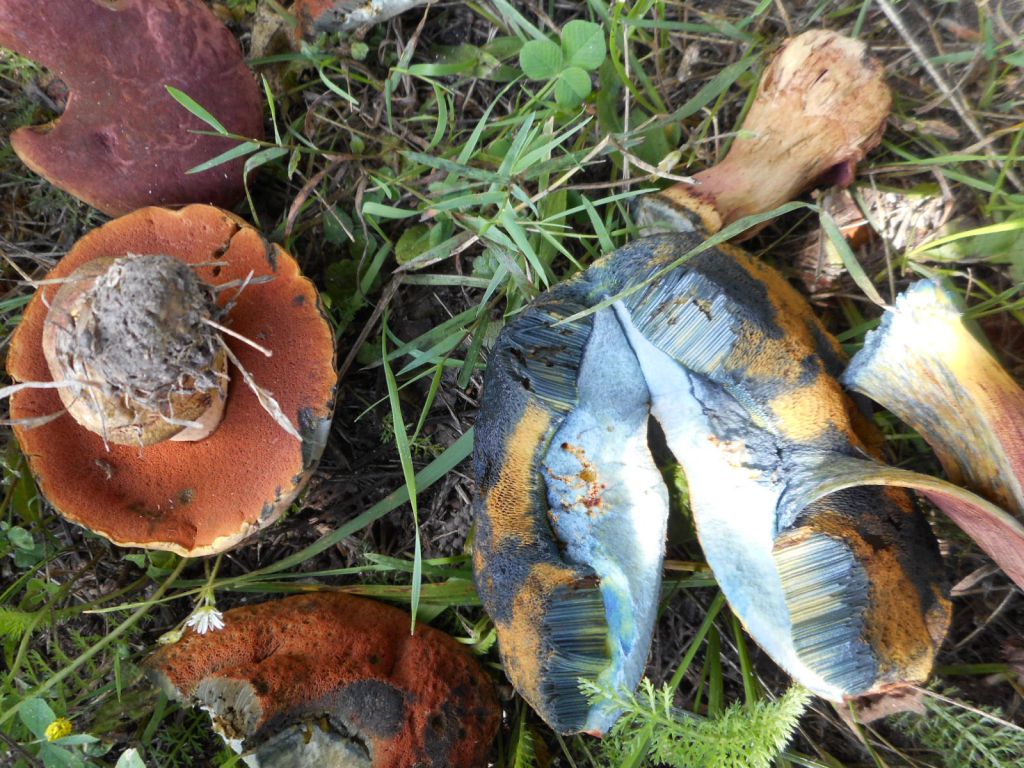 Neoboletus eryhtropus