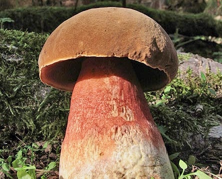 Neoboletus eryhtropus
