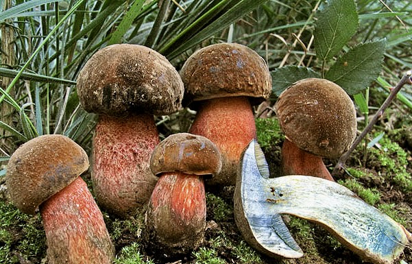 Neoboletus eryhtropus