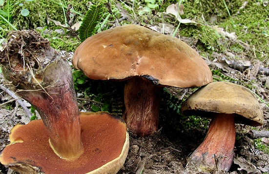 Neoboletus eryhtropus