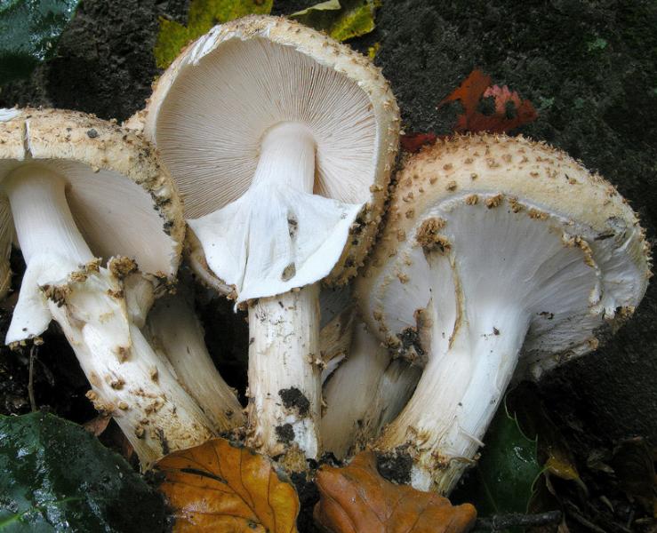 Echinoderma asperum