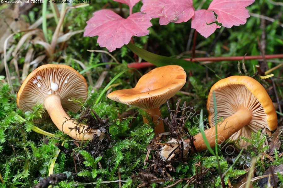 Lactarius aurantiacus